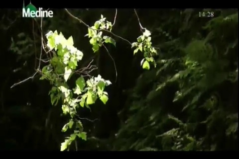 Medine TV screenshot 2