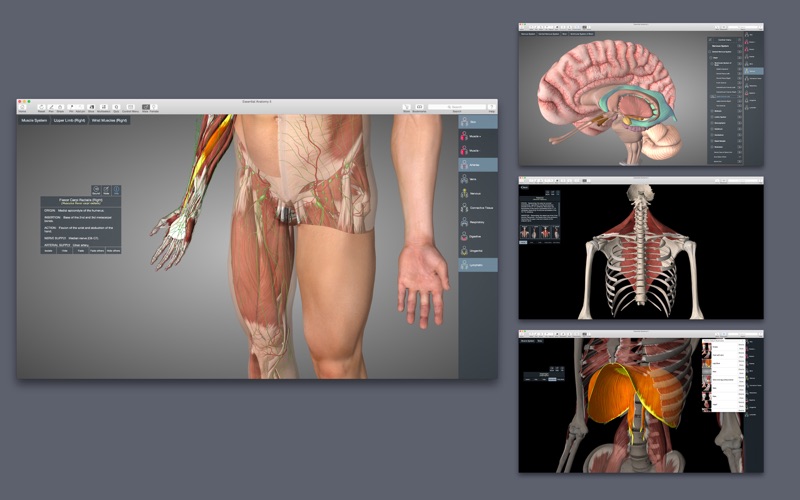 Essential Anatomy 2 Screenshot