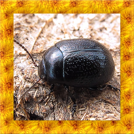 Beetle Simulator icon