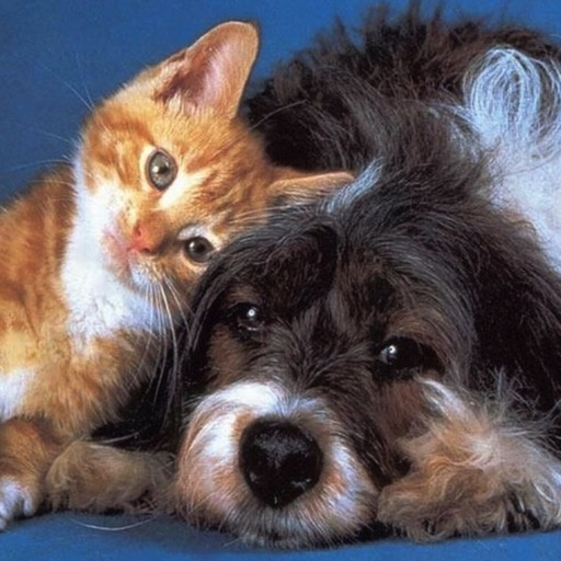 Pet Love HD