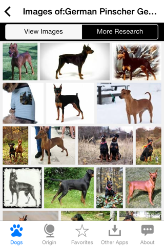 Guide to Dog Breeds screenshot 4