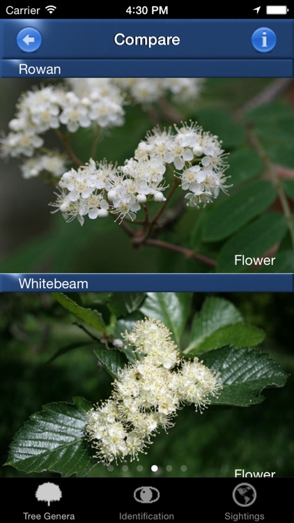 Tree Id - British Tree Identification Guide screenshot-3