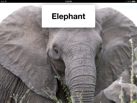 ‎Elephants for Kids on Apple Books