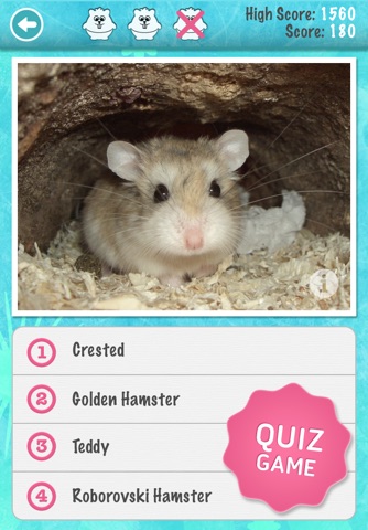 Ginny Pigs and Hamsters - Breed Guide and Quiz Game screenshot 2