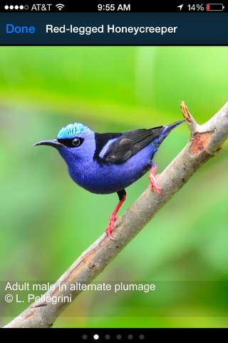 BirdsEye Costa Rica - Bird Finding Guide screenshot 3