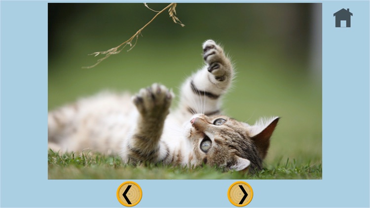 my favortie cats - free screenshot-4