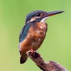 Birds and Sky Jigsaw Puzzle