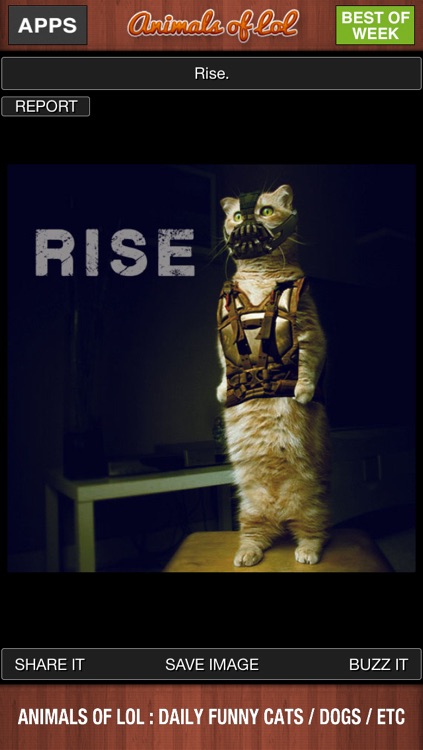 Animals of LoL : Funny Cats and Dogs