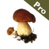 Roger's Mushrooms (Pro)