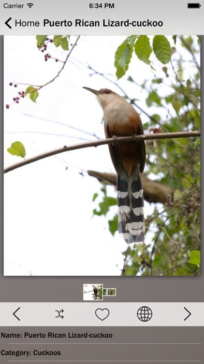Cuckoos - Bird Guru