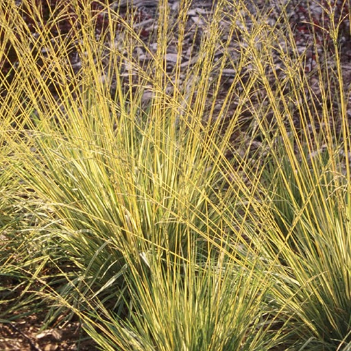 Midwest Ornamental Grasses by University of Illinois