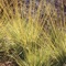 Discover 20 stunning ornamental grasses to plant around your home and garden that thrive in the midwest US climate
