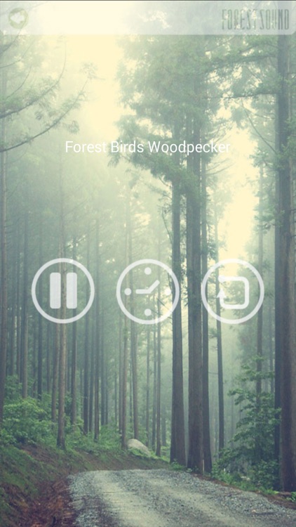 FOREST SOUND - Sound Therapy
