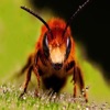 Insect Sounds ~ Insect Voices ~ Nature App Insect Sounds ~ Insect Voices ~ Nature App