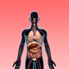 Anatomy Quiz - Human Body