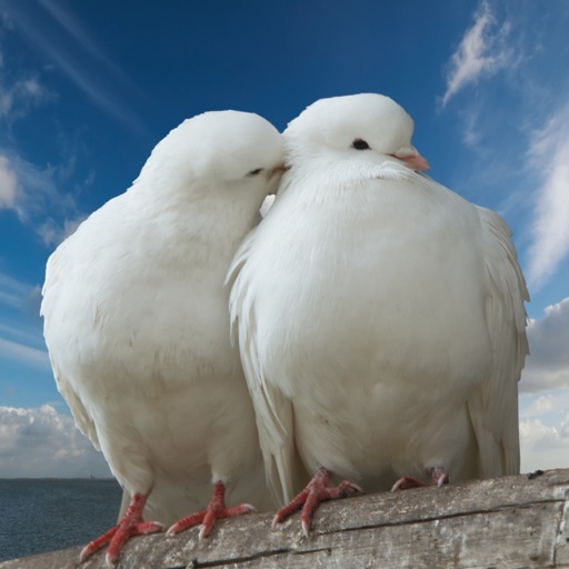 Doves & Pigeons icon