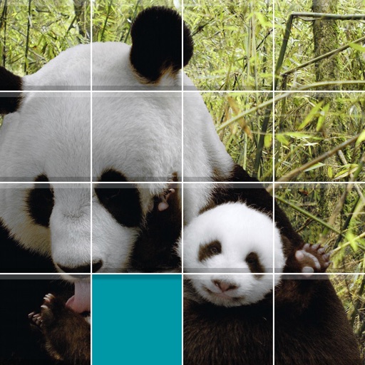 Pandas Sliding Jigsaw Icon