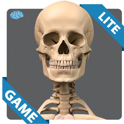 Skeletal Anatomy Game Lite