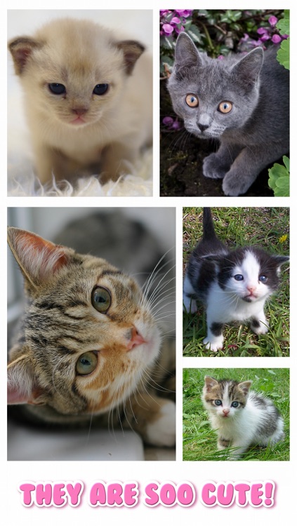 Cat Kitten Kitty Pet Baby Animal JIgsaw Puzzle Games for Girls who love educational memory learning puzzles for kids and toddlers
