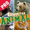 Guess the animal hidden mystery pro