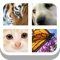 Guess the animal from the zoomed in photo as fast as you can