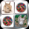 Doodle Pair Animals! Domestic & Pets for Kids - Photo Match Up Game (Picture Match)