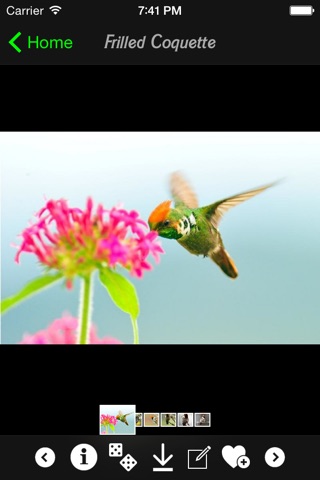 Hummingbirds Encyclopedia screenshot 3