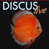 DiscusLive