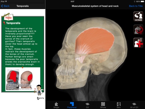 DS ANATOMY HEAD & NECK MUSCULOSKELETAL SYSTEM Lite screenshot 2