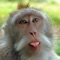 Monkey Jokes - Best, cool and funny jokes!