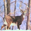 Deer Calls and Hunting Tips