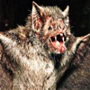 Bats - Sound Effects, Ringtones, Alerts and More