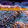 UltimateReef.com