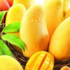 Diagnóstico Nutrimental Foliar del Mango
