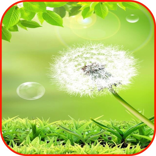 Dandelion Wallpaper & Background icon