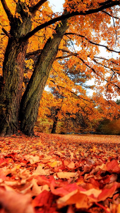 Fall Wallpapers - Beautiful Collections Of Fall Wallpapers screenshot-3