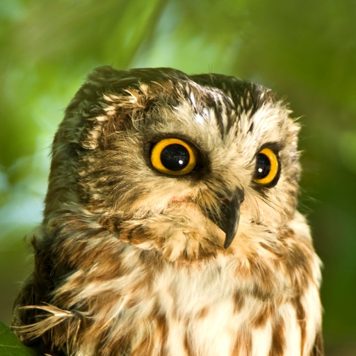 Owl Sounds Icon