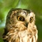 Ask the wise old owl for advice and the answer will be a hoot