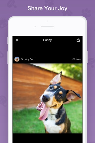 Gampets - The Best App to Watch Pet Videos screenshot 3