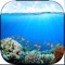 Get amazing new wallpapers for your phone and enjoy the spectacular beauty of the ever-changing sea world