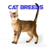 Complete Cat Breeds