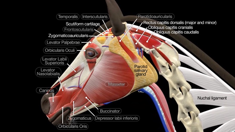 Horse Anatomy: Equine 3D screenshot-0