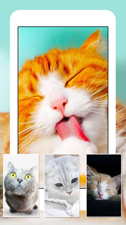 Cats & Kittens Wallpapers - Cute Animal Backgrounds and Cat Images