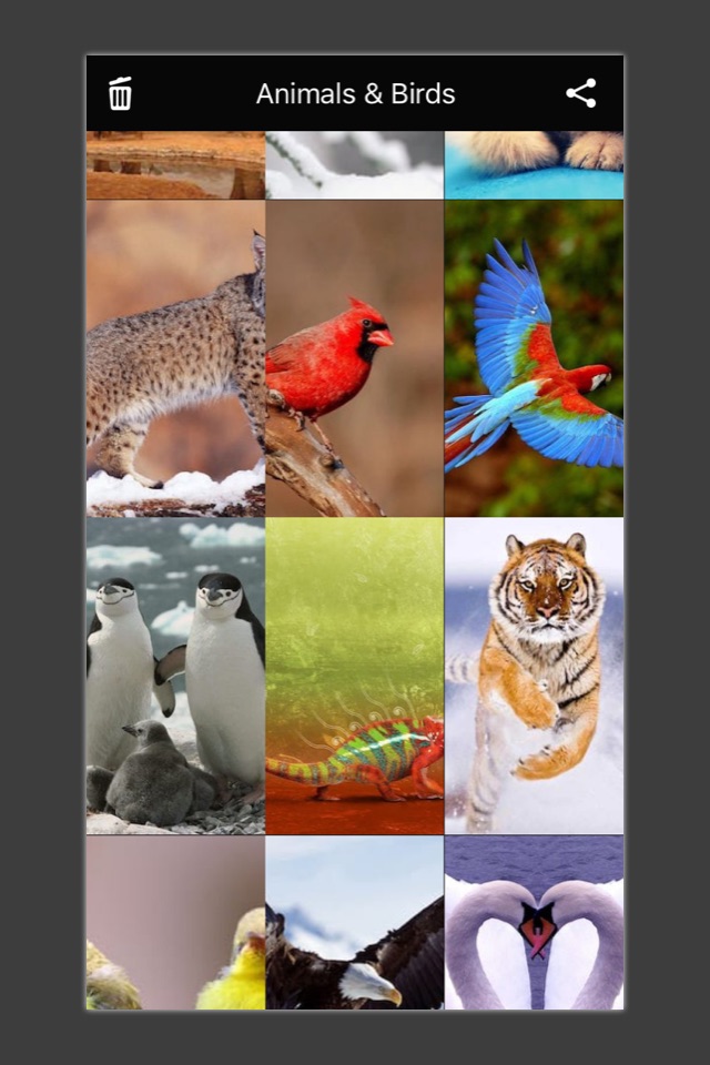 Animals & Birds HD Wallpaper - Great Collection screenshot 4