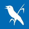 R(h)einhören - Vogelvielfalt am Oberrhein