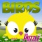 Amazing Birds MP