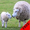 Sheep Photos & Video Galleries FREE