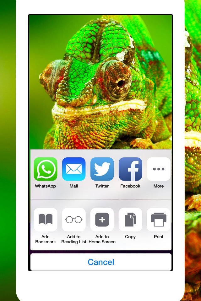 Snakes, Spiders, Lizards and Reptiles - Animals Wallpapers screenshot 2