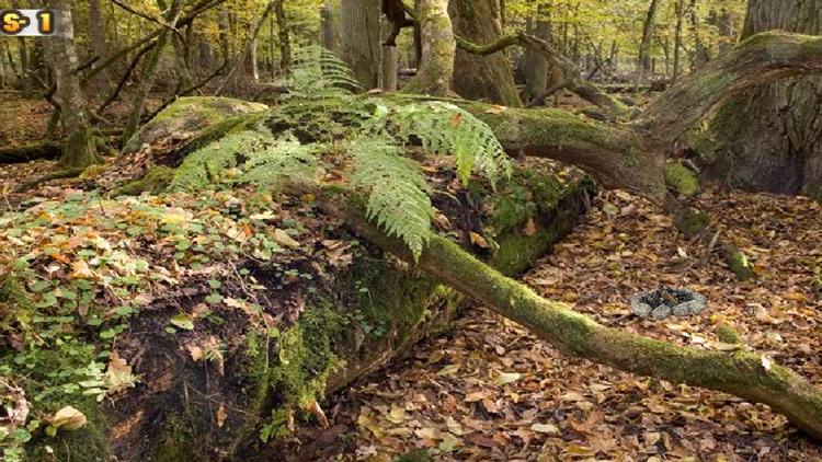 Abandoned Forest Treasure Escape