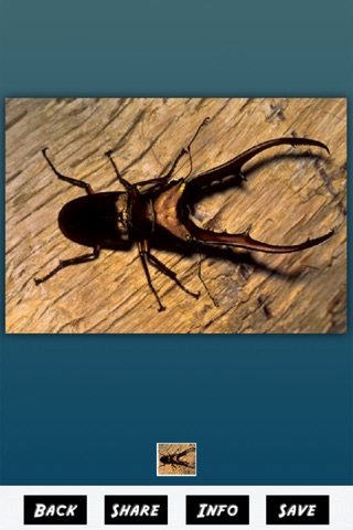 Insects Matching Pairs screenshot 4